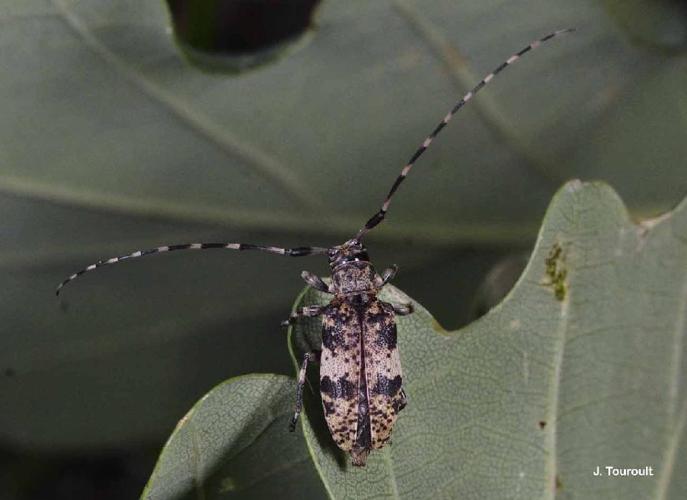 Leiopus nebulosus © J. Touroult