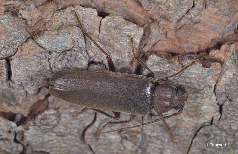 Arhopalus rusticus © J. Touroult