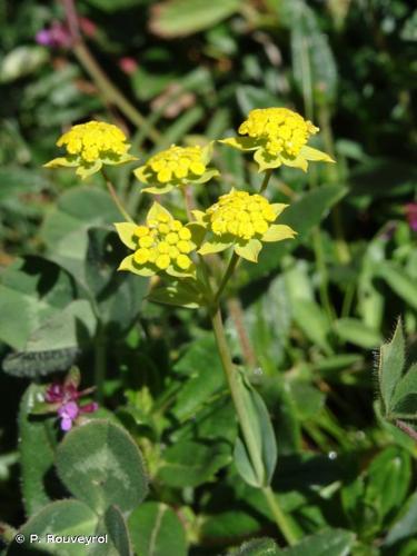 Buplèvre fausse-renoncule (Bupleurum ranunculoides) © P. Rouveyrol