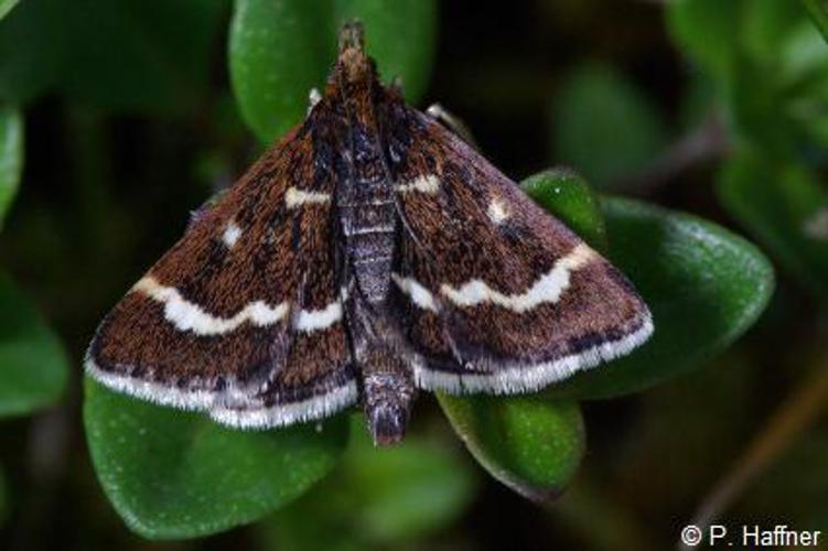 Pyrausta nigrata © P. Haffner