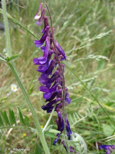 Vesce velue (Vicia villosa) © P. Rouveyrol