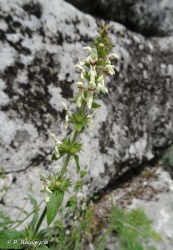 Épiaire droite (Stachys recta) © P. Rouveyrol