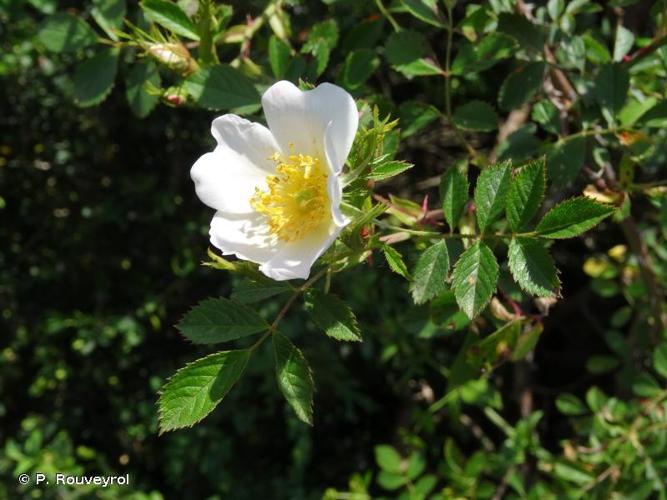 Rosier des haies (Rosa agrestis) © P. Rouveyrol