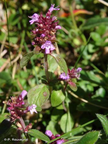 Thym commun (Thymus pulegioides) © P. Rouveyrol