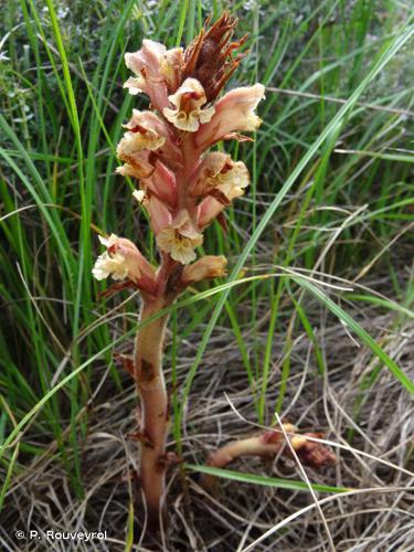 Orobanche du thym (Orobanche alba) © P. Rouveyrol