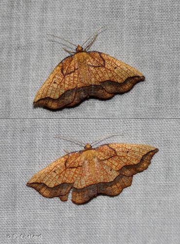 Epione marginée (L') (Epione repandaria) © P. Chatard