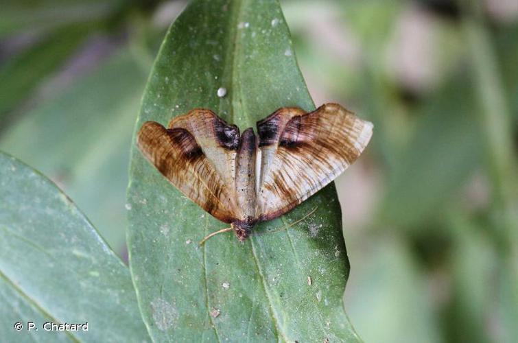 Phalène linéolée (La) (Plagodis dolabraria) © P. Chatard