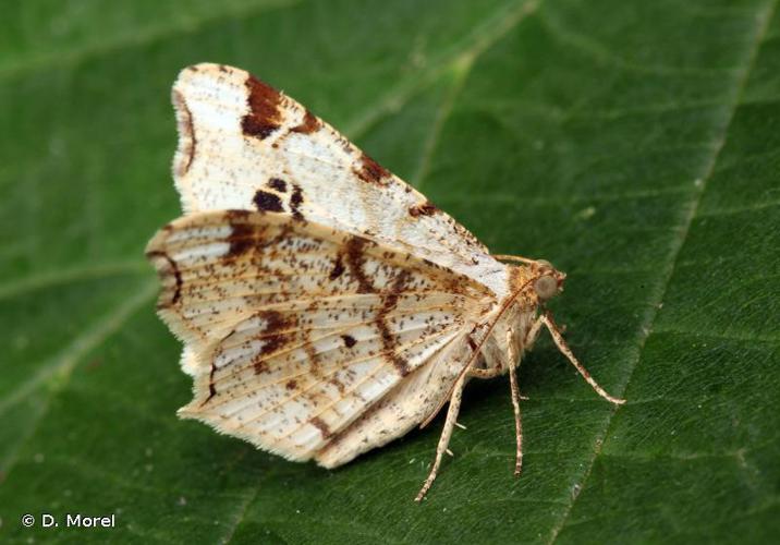 Philobie alternée (La) (Macaria alternata) © D. Morel