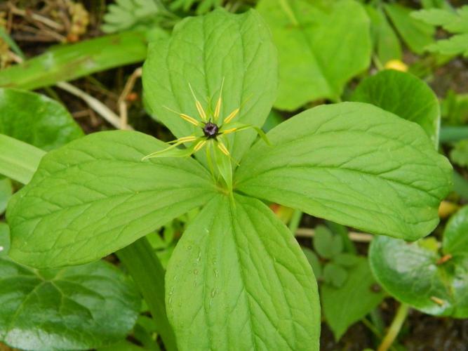 Parisette (Paris quadrifolia) © Morvan Debroize