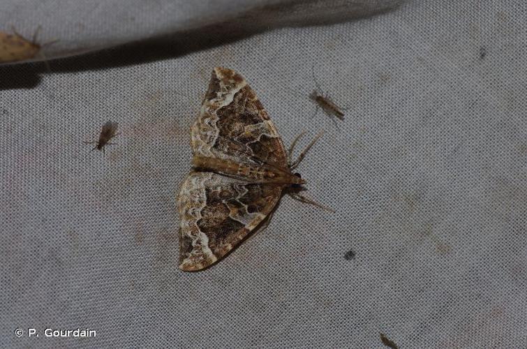 Cidarie du Prunier (La) (Eulithis prunata) © P. Gourdain