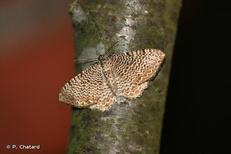 Phalène ondulée (La) (Rheumaptera undulata) © P. Chatard