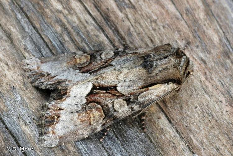 Noctuelle du Genêt (La) (Lacanobia w-latinum) © D. Morel