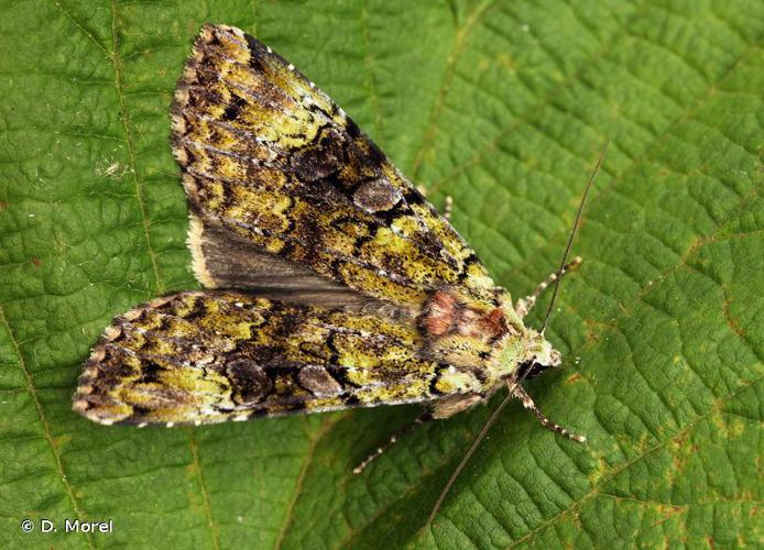 Noctuelle verte (La) (Anaplectoides prasina) © D. Morel