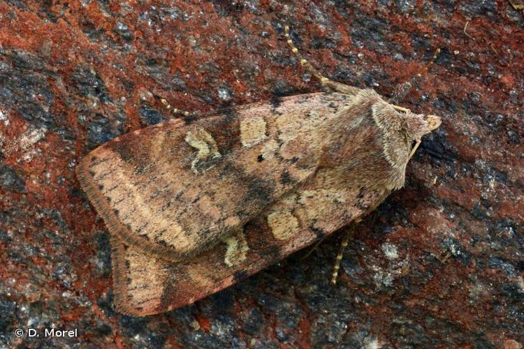 Noctuelle de la Primevère (La) (Diarsia mendica) © D. Morel