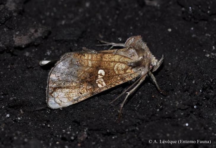 Plusie monnoie (La) (Polychrysia moneta) © A. Lévêque (Entomo Fauna)