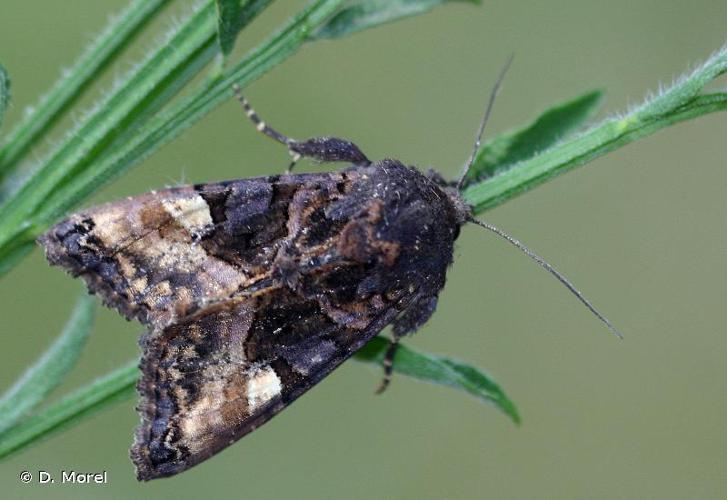 Luisante (La) (Euplexia lucipara) © D. Morel