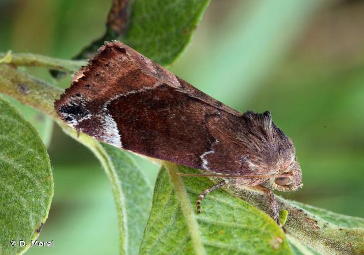 Cosmie Baie (La) (Cosmia affinis) © D. Morel