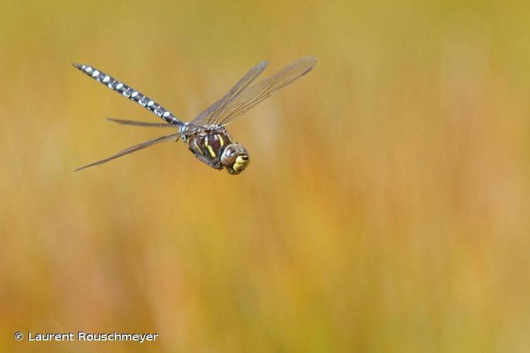 Aeschne des joncs (Aeshna juncea) © Laurent Rouschmeyer