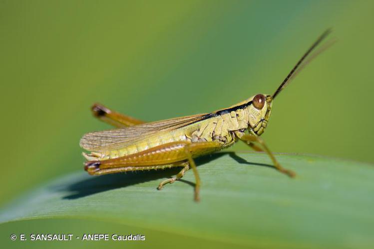 Criquet des Roseaux (Mecostethus parapleurus) © E. SANSAULT - ANEPE Caudalis