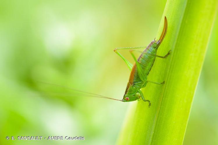 Conocéphale des Roseaux (Conocephalus dorsalis) © E. SANSAULT - ANEPE Caudalis