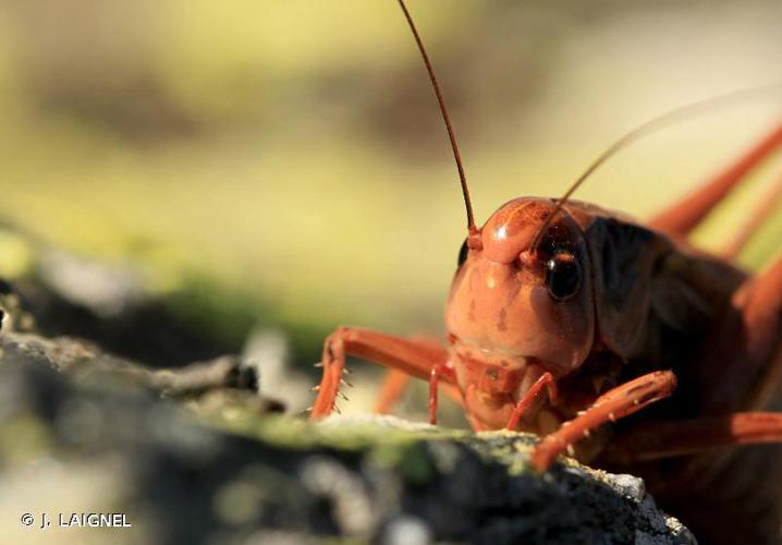 Dectique verrucivore (Decticus verrucivorus) © J. LAIGNEL