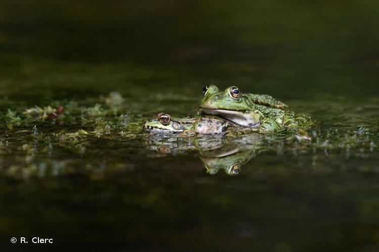 Grenouille rieuse (Pelophylax ridibundus) © R. Clerc