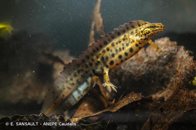 Triton ponctué (Lissotriton vulgaris) © E. SANSAULT - ANEPE Caudalis