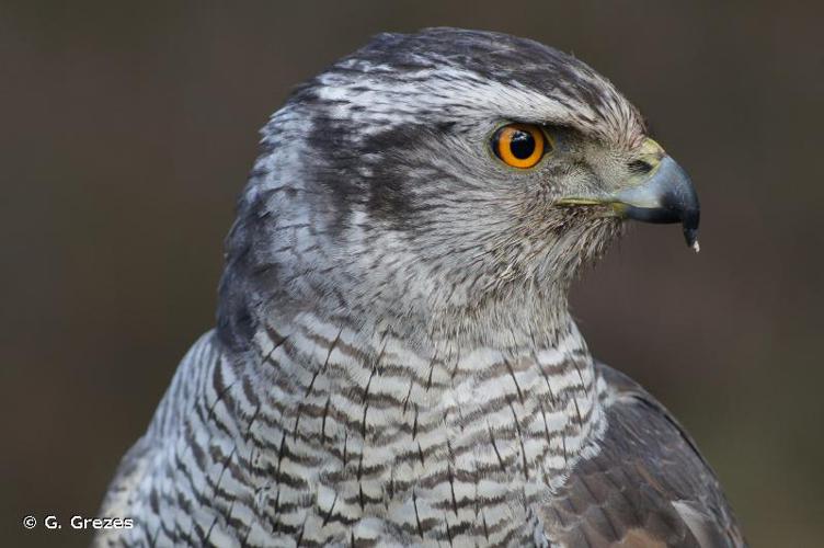 Autour des palombes (Accipiter gentilis) © G. Grezes