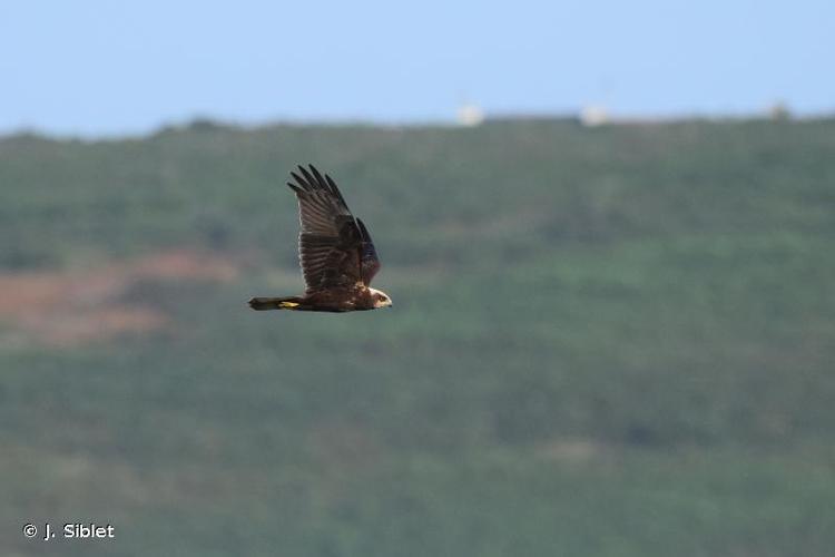 Busard des roseaux (Circus aeruginosus) © J. Siblet