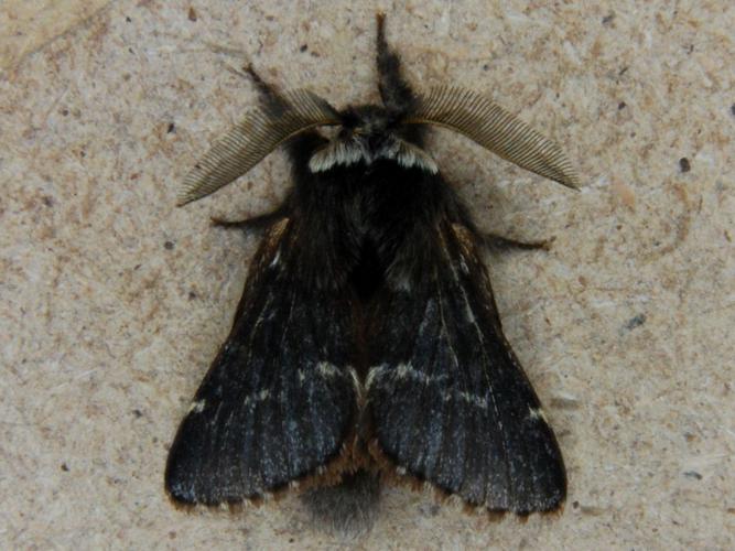 Bombyx du Peuplier (Poecilocampa populi) © Bertrand Debroize