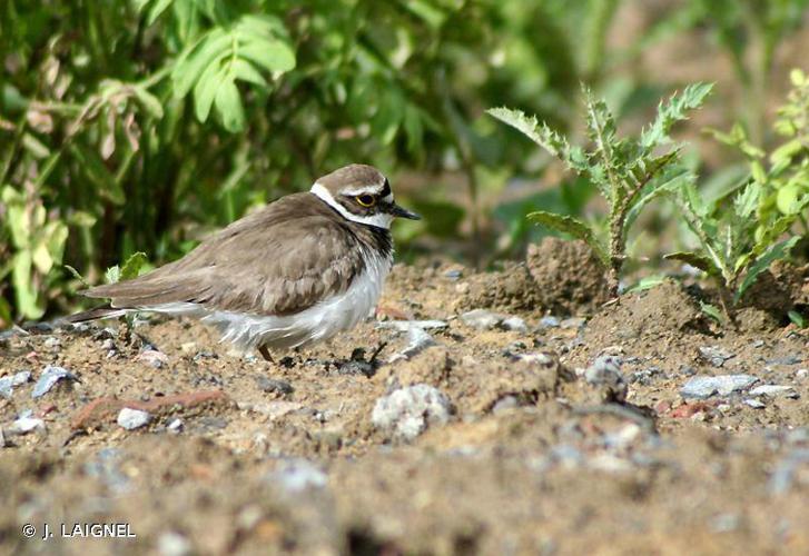 Petit Gravelot (Charadrius dubius) © J. LAIGNEL