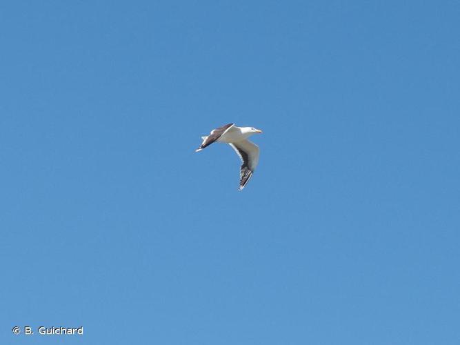 Goéland marin (Larus marinus) © B. Guichard