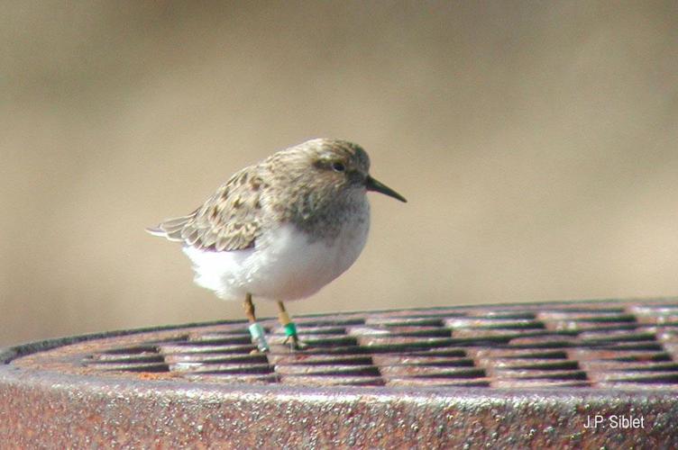 Bécasseau de Temminck (Calidris temminckii) © J.P. Siblet