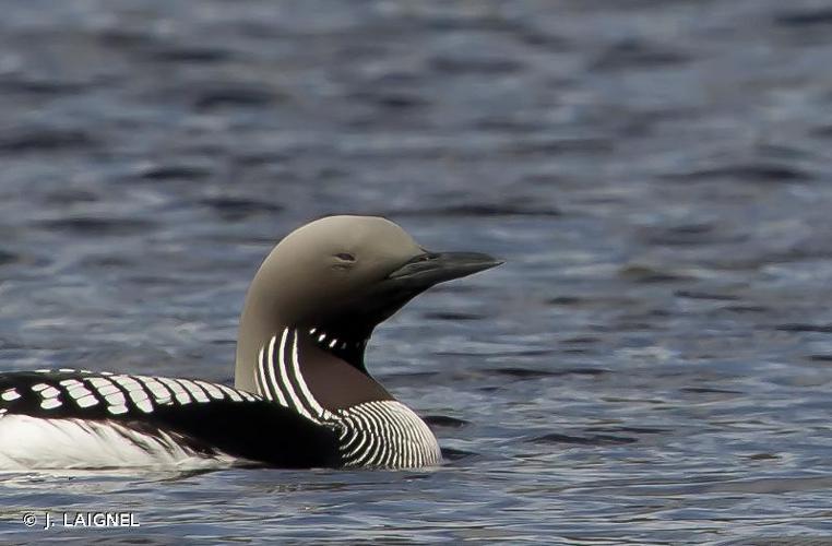 Plongeon arctique (Gavia arctica) © J. LAIGNEL