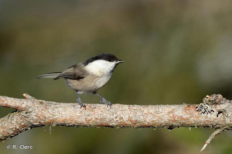 Mésange boréale (Parus montanus) © R. Clerc