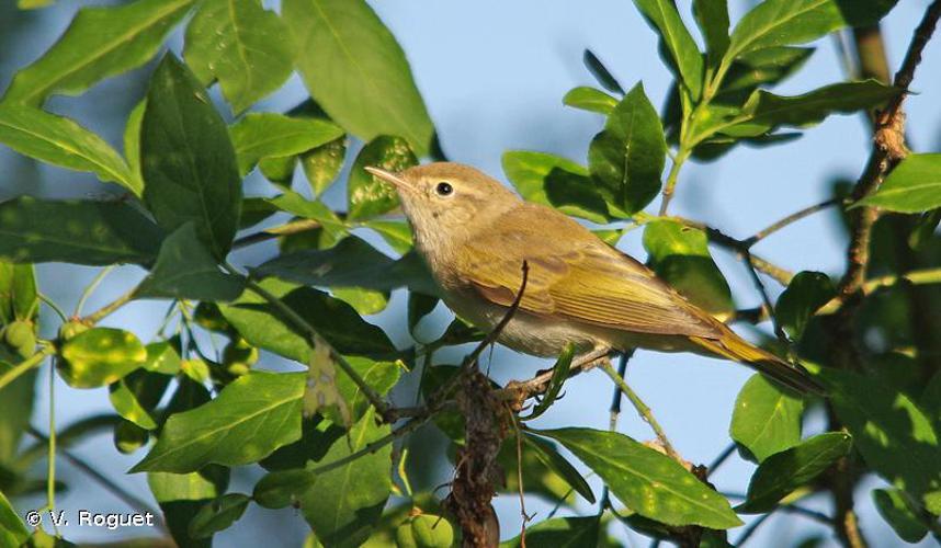 Pouillot de Bonelli (Phylloscopus bonelli) © V. Roguet