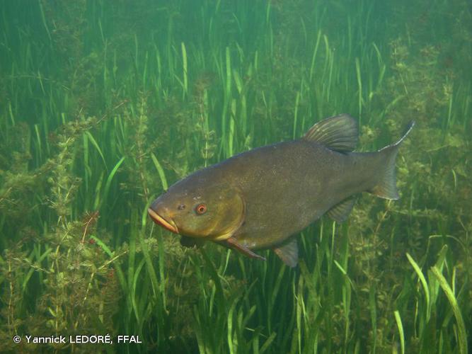 Tanche (Tinca tinca) © Yannick LEDORÉ, FFAL