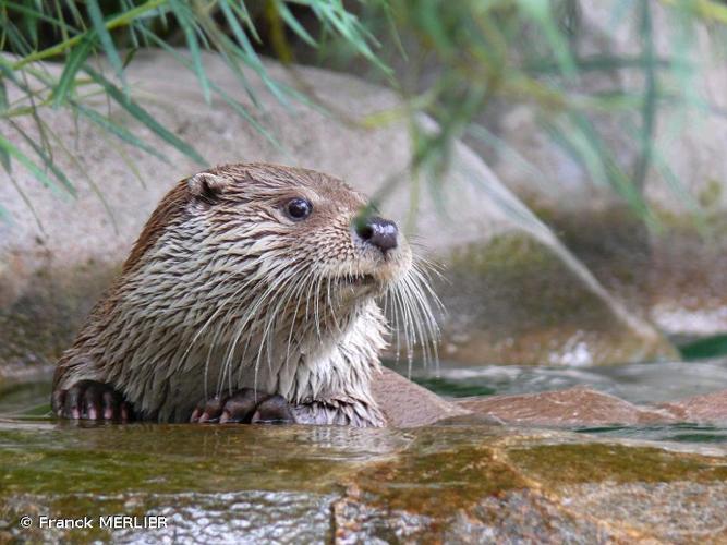 Loutre d'Europe (Lutra lutra) © Franck MERLIER