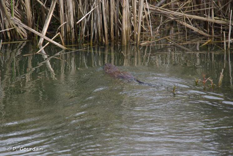 Rat musqué (Ondatra zibethicus) © P. Gourdain