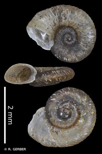 Planorbine à crêtes (Gyraulus crista) © R. GERBER