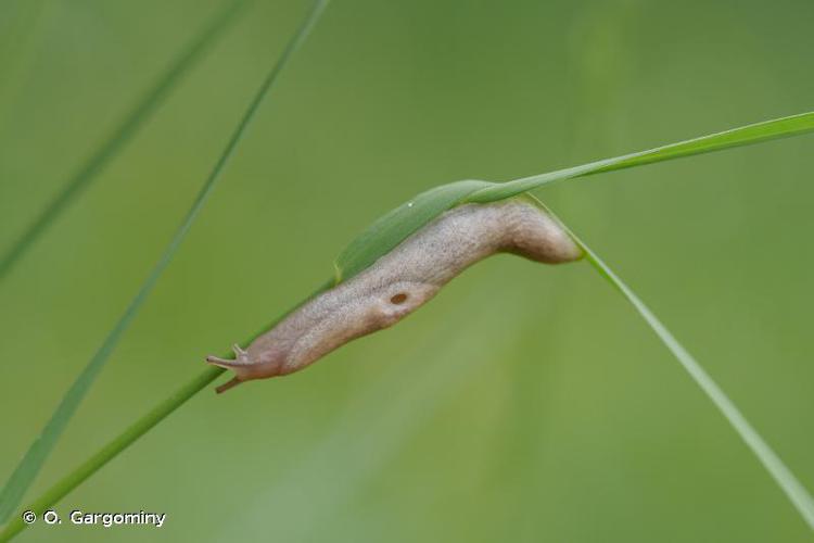 Loche laiteuse (Deroceras reticulatum) © O. Gargominy