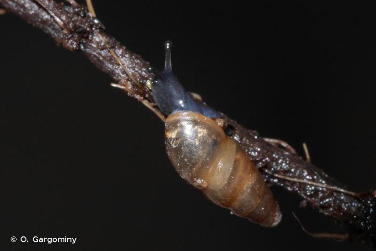 Brillante commune (Cochlicopa lubrica) © O. Gargominy