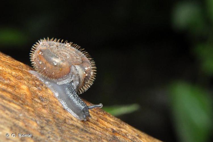 Veloutée plane (Helicodonta obvoluta) © Q. Rome