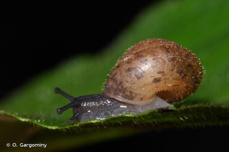 Veloutée déprimée (Trochulus sericeus) © O. Gargominy