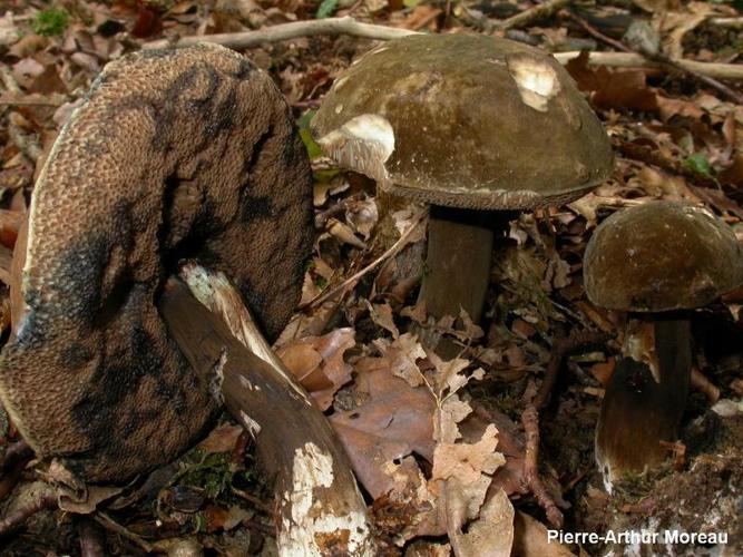 Bolet porphyre (Porphyrellus porphyrosporus) © PA. Moreau