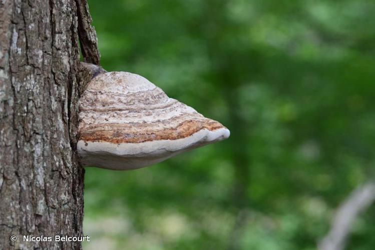 Amadouvier (Fomes fomentarius) © Nicolas Belcourt