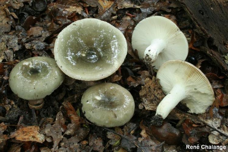 Russule verdâtre (Russula aeruginea) © R. Chalange