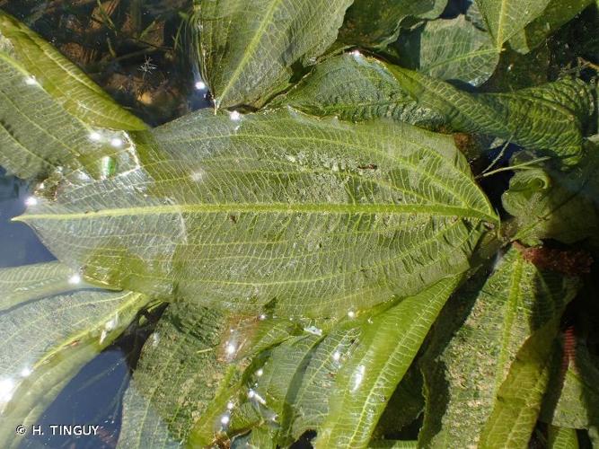 Potamot luisant (Potamogeton lucens) © H. TINGUY