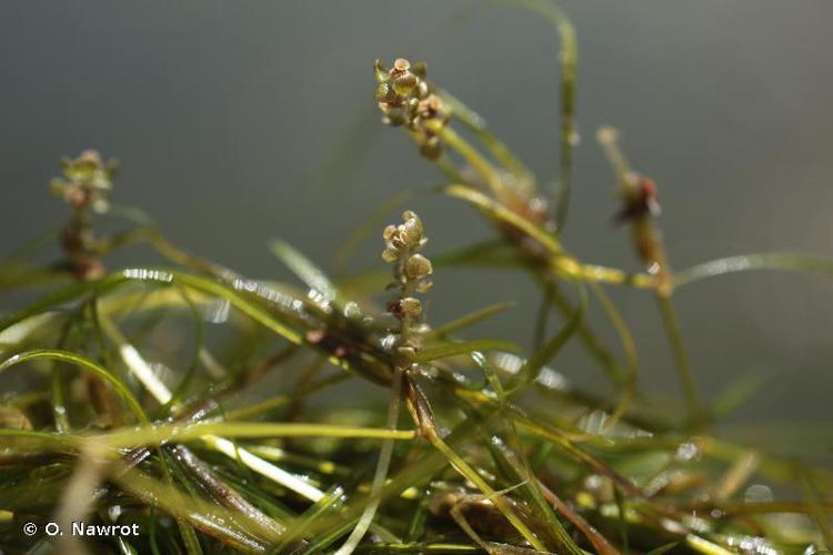 Potamot filiforme (Potamogeton trichoides) © O. Nawrot