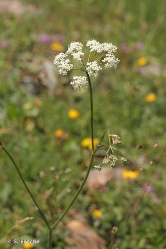 Petit boucage (Pimpinella saxifraga) © S. Filoche